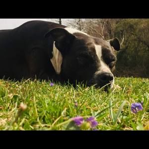 Meet your Posher, Adam